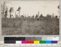 In the planting work on Houghton Lake Forest, Michigan, each man carries two kinds of trees and plants one of each alternately. Jack Pine will probably be crowded out by white or red pine after a few years. Spacing is 6 x 6 ft. Sandy soil, no rock