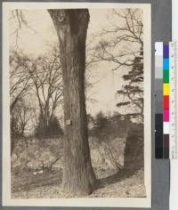 Carya ovata Koch. A. A. [Arnold Arboretum] 1174