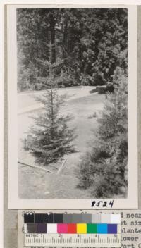 Douglas fir planted near SE corner of swimming pool, Whitaker's Forest, has made very rapid growth for the past six years. June 1950. Metcalf