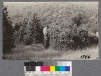 V. Davis and clump of tanbark Oak dying back because of attack by oak root fungus. Planting sits at north fork of Noyo Hayworth Creek. September 1921