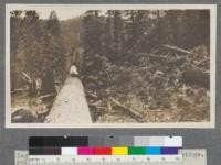 Logs broken by being felled across a sharp ridge. Yellow pine and sugar pine - Clio, California