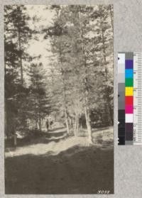 Views of trees in Western White Pine, Noble fir, Lodgepole type near Race Track Ranger Station, Columbia National Forest