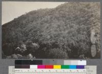 North slope covered with Deer-brush and oak browse but no Chamise. Taken just across the canyon on the opposite slope from the preceding protograph. Near Hemlock, California. T 16 N, R 11 W, Mount Diablo Meridian, Sec. 21