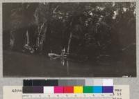 The swimming pool at Las Posadas camp was one of the most enjoyable things about it during the 1928 season. Made by throwing a log and sand-bag dam across the little stream, it held very well during the season but will have to be more permanently fixed another season. Metcalf. 1928