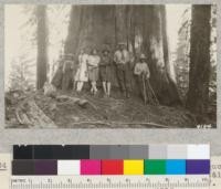 One of the largest and most perfect Sequoia giganteas on the crest of Redwood Mountain near Whitaker's Forest. Metcalf. 1927