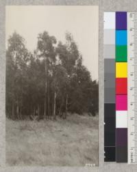 Eucalyptus viminalis trees at old Fish Ranch Nursery in Siesta Valley which grew through flats set on ground and established themselves. November, 1925