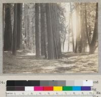 Redwood. Ability of redwood to withstand filling-in around bases. Plot #1667. Stephens Grove. Redwood Highway. Looking up-river from tree #1667, showing recent, March 1940, silt deposit; lack of butt swell indicates burial. Note higher terrace to left. River to right. Tree in middle foreground is 60'' diameter at breast height. 6-7-40. E.F