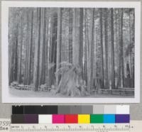 Redwood Region. Sequoia Park, Eureka. See also 7560. E. F. 8/29/53