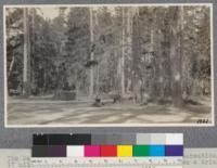 The Del Monte Forest is largely managed for recreation. The 17 mile drive through it is famous. This shows a drinking trough and some stacked cordwood