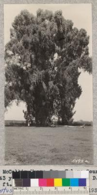 The McCubbin Manna Gum, Tulare County near Dinuba. At 43 years of age was 81 inches diameter at breast height and about 125 ft. high. 1932. Metcalf