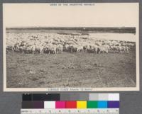 Views of the Argentine Republic. Lincoln Flock Estancia "El Socorro"