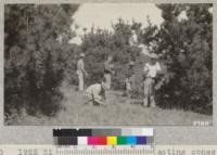 1925 Silviculture Class collecting cones from young, open stand of Bishop Pine near Inverness, Marin County. Metcalf, '25