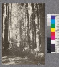 Secondgrowth Redwood Yield Study. Eureka Park - plot #5. A mixed stand of redwood, spruce and fir, 36 years old - 87 thousand board feet per acre. Oct. 1922