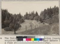 The University Forest in Mendocino County acquired by exchange with Howard Estate 1931. A fine stand of young Douglas Fir. W. Metcalf - July 1931