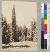 Redwood Region. Big River basin, Mendocino County, California. A river flat opposite Byrne's Camp, about Sec. 23, T 17 N, R 16 W. South side of river. Few residuals left by early river loggers; land cleared, and cultivated. Being now re-possessed by trees. Tall tree to left of center, is a residual, and was transformed into a "fire column" by an early burn, and re-burned about 7 years before photo in a small spot fire of campers. Note recovery as fire column, and dead branches of old fire column projecting. 6-16-42. E.F