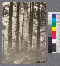 Secondgrowth Redwood Field Study. Freshwater - plot #17. A 31 year old stand of redwood and Douglas fir - 87 M.B.M. per acre. D. Bruce - Oct. 1922