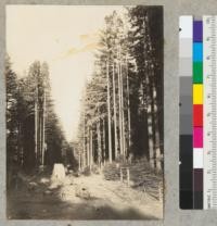 Redwood Region. Guernewood Park. Cut for new highway. Second-growth trees 24-36" diameter at breast height. 125' high. Note straight stems. Trees mostly in sprout clumps. Few seedlings. Originally forest logged about 1885. 3-18-39. E. F