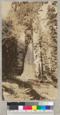 One of the largest Sequoias in the Redwood Bowl near Whitaker's Forest. Oct. 4, 1931. Metcalf