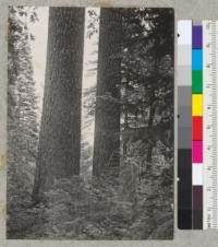 Sugar pines, 62'' and 56'' diameter at breast height off Spring Hill trail near Camp Califorest, Plumas County, California. May 27, 1939. E.F