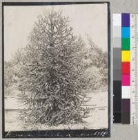 Monkey puzzle on California Campus, 1910. From old collection