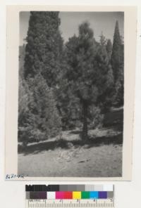 Ponderosa pine and big tree in plantation above the pool at Whitaker's Forest showing pruning done. Oct. 1951