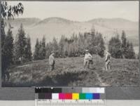 Looking north along ridge in Berkeley Hills near pass at upper end of Telegraph Canyon. Blue gums here planted in 1907 or 8