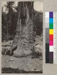 A huge redwood tree adjoining the Redwood Highway in northern Mendocino County in a grove usually referred to as the "Convict Camp" and presumably owned by the Lilly family. The full length of the tree is shown in photo 5134. The man in the picture is Tom Gill of the C. L. Pack Forestry Trust. The tree is hollow and at about 6 ft. above the ground measures ___ ft. [sic] diameter. The height of the tree is ___ft. [sic] E.F. June 1931