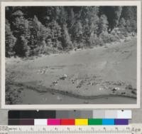 South Fork Eel River. Near steel bridge at junction of South Fork and Main Eel River. Looking down to swimming area on a Sunday. Aug. 12, 1956. E.F