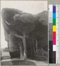 Leeward side of Monterey Cypress hedge. Table Bluff Lighthouse Station. Showing structure of hedge. Trunks 8" to 10" and 12' high. 9/8/40. E.F