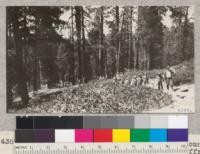 Club members from Kings and Tulare counties on a hike through the red fir and Jeffrey pine to Buck Rock lookout station. Metcalf. July, 1928