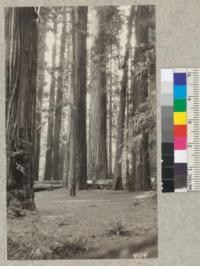 The "wooded aisles", Bull Creek Flat, October, 1926. Metcalf. Sequoia sempervirens