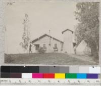 Del Rosa Ranger Station, Angeles National Forest. Windbreak of Eucalyptus polyanthemos. Single Eucalyptus tereticornis 10 years. March 1920