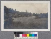 S shape of third dune (fixed) and lagoon. Water area at farther end about 12 sq. ft. and 3 or 4 inches deep. Oaks and Jack Pine. Long Lake, Indiana. Oct. 16, 1920. H. M. Severance