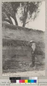 A bank along Verdugo Wash freshly excavated by the flood waters. Note the evidence of previous heavy rainfall in building up this soil in successive layers of gravel, sand and clay. Note that the roots of the oaks are confined mostly to the dark silt layer beneath the gravelly deposit above. Metcalf. 1934