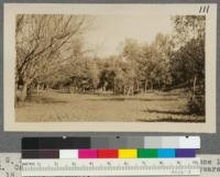 Plot G, Santa Monica Forestry Station from entrance looking N.E. Catalpas in left foreground. Eucalypts 6 years old. February 18, 1917