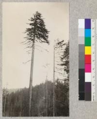 Redwood Utilization Study. Tree #1046 left for spar tree. Looking east. See also #4089, 4094. E. F. September 15, 1928