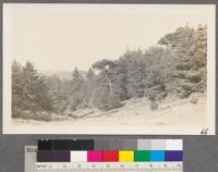 Mixed stand of Douglas Fir and Bishop Pine on exposure sheltered from ocean winds. Inverness, Marin County, California. October 1914