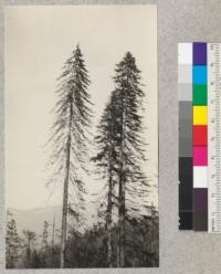 Redwood Utilization Study. Tree #1068. North East. Long, thin drooping branches. E. F. September 15, 1928