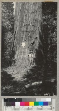 Merritt B. Pratt and the State Forester's Tree dedicated to him at Whitaker's Forest, July 25, 1937