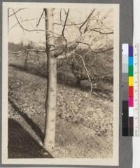 Acer grandidentatum Nutt. (A. A. 2085-3). Arnold Arboretum, Massachusetts