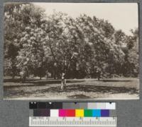 Rhus semi-alata #104, Plot M. Chico Forestry Station. September, 1918