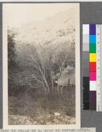 Looking up gully on S. side of Moraga Ridge. Madrone on slope, Knobcone on crest. 1914