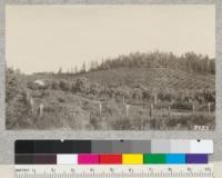 Knolls in Nevada, Placer, El Dorado and adjacent counties which lie above irrigation ditch lines can be profitably used for wood-lots as pine grows very fast here. This one is situated near the highway below Grass Valley. Lantern Slide. May, 1926