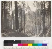 Redwood. Selective logging by Contractor Ted Shannon for Hammond Redwood Company, on Flanagan Creek, Van Duzen River, Humboldt County, California. Looking down tractor road from 300 yards below 1/4 corner sections 32 and 33. October 2, 1939. E. F