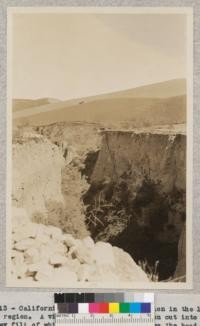 No. 13 - California, Ventura County. Erosion in the lima bean region. A view of gully in Bard Canyon cut into the valley fill of which Photograph No. 12 shows the head. In mid-foreground a large portion of gully walls have caved in. The entire valley floor is threatened by the accelerated flows of runoff resulting from cultivation and accelerated erosion on the tributary slopes. 1932 - W. C. Lowdermilk