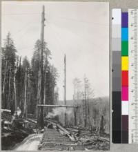 Redwood. Spar tree at landing on "D" line. Hammond Redwood Company. Maple Creek operations, Big Lagoon tract. Humboldt County. Timber runs up to 200 M [thousand] per acre. Tree was moved 60' upright. See also 6968-6969. Rigged and in use. Boom is 70' long. Tree is 10' diameter; 175' to bull block and 45" at the top end. Pole in background not used. For base see #6967. 7-28-41 E.F