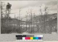 Dead Bishop pines near Lompoc, Santa Barbara County. May, 1929. Metcalf