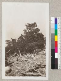 Lyonothamnus floribundus, manzanita and Pinus muricata in background. Dead manzanita in foreground. Santa Cruz Island. June 1931