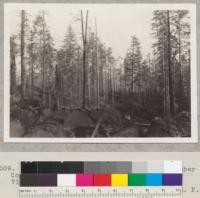 Redwood Selective Logging. Pacific Lumber Company. Monument Creek. See also #6508. View from landing #4 on railroad lateral. 1/29/39. E.F