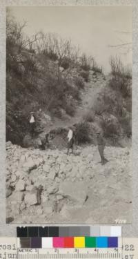 Erosion on fire area of 1922 in the upper Tujunga Canyon near Grizzly Flats, Los Angeles County, October 26. Note how trail has been washed away